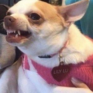 Meet your Posher, Riley